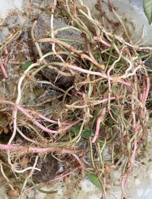  『花盆』河边捞点铜钱草，“半水半土”养，30天迅速长满花盆，贼好养