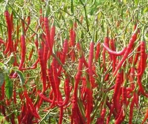 目前农村创业新点子，只要自己愿意干，年收入10万+