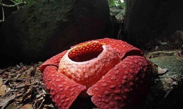  『大王花』世界最重的食人花，一生只开一次花，气味却奇臭无比！