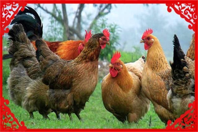  收益：农村养殖这几种畜禽收益高，而且销路不愁，值得推荐