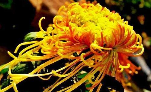  「金凤」喜欢菊花，就养盆“珍贵名菊”盘龙金狮，似金凤飘舞，金光四溢
