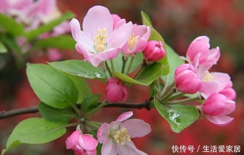  「神仙」此花即使面临风吹雨打，依然傲然站立，就像是神仙一样的花