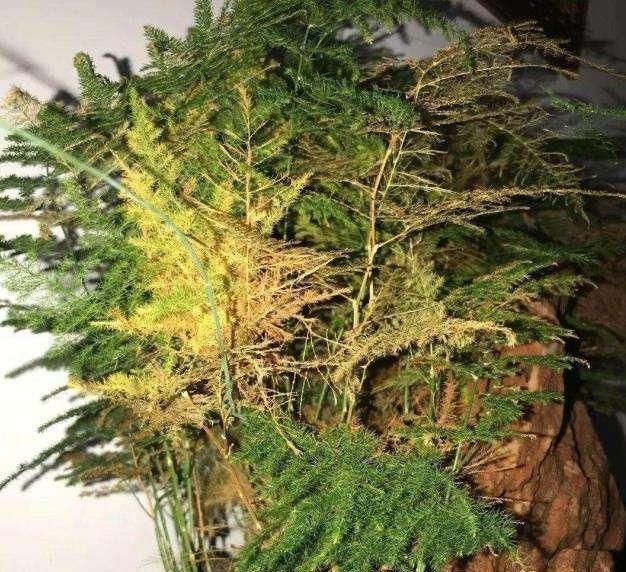  『养花』为什么有人总是养不好花,这些“作死”的养花方法,你也许都用过