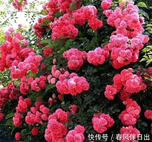 家里■家里养这种花太赚了,全年开花200多天,还能飘香满屋