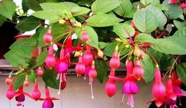  入秋@4、5月逛花市,见到6种花“管住手”,度夏难,喜欢就入秋再买!