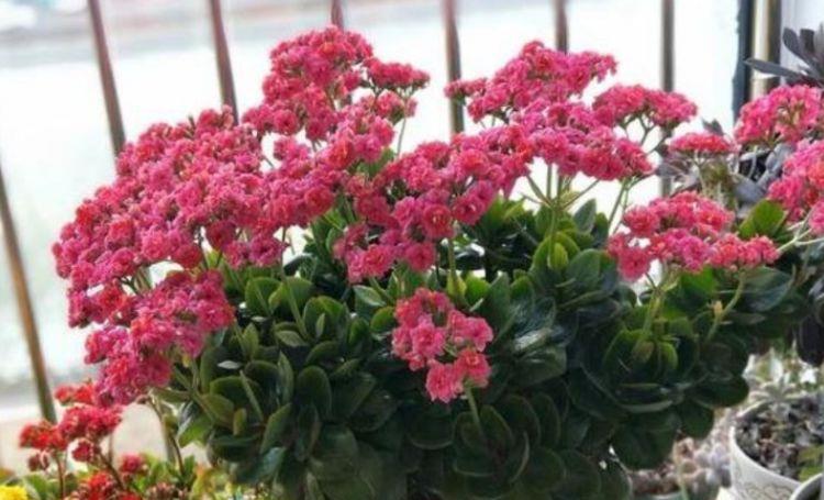 牡丹■适合家养的5种花卉,花朵硕大如牡丹,花期长如月季,懒人首选