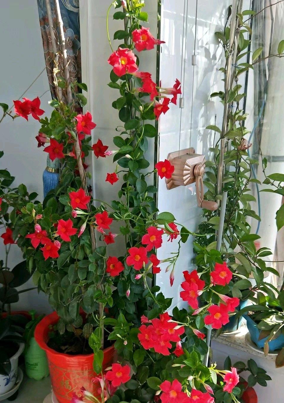  #红蝉花#打造阳台花园，这种花不能少，花量繁多，四季花开，好看又好养
