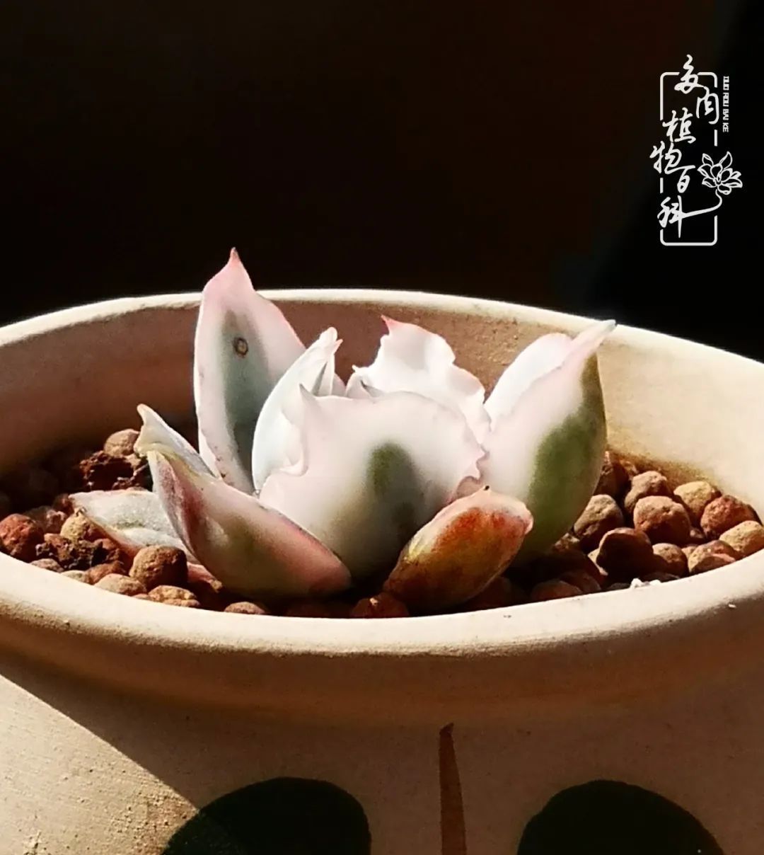  [庭院]一院一狗,三餐四季,慢下来的庭院生活才是好生活!