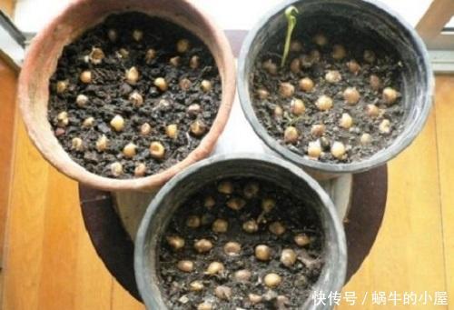 播种|君子兰盆栽美自然卖得贵,不如自己“种”,准备种子就成苗