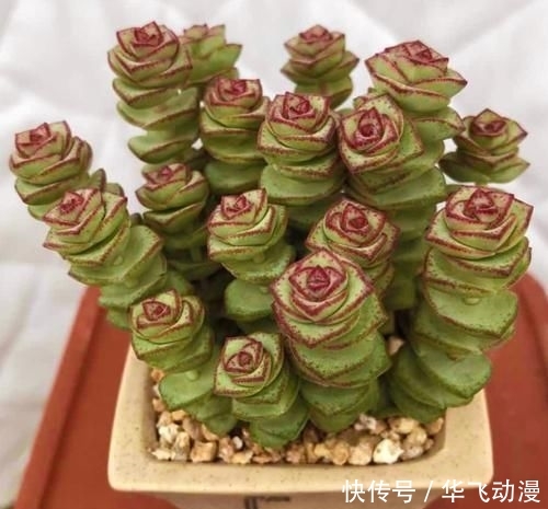  [养护]多肉“钱串子”，用这3个小妙招，一个“铜钱”也不掉