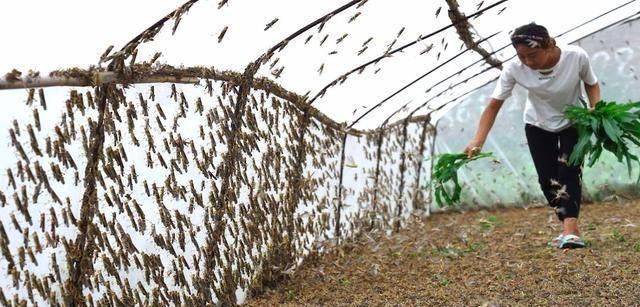  「养殖」农村的蚂蚱靠养殖，为啥现在没有“蝗灾”，其实是被有效的遏制