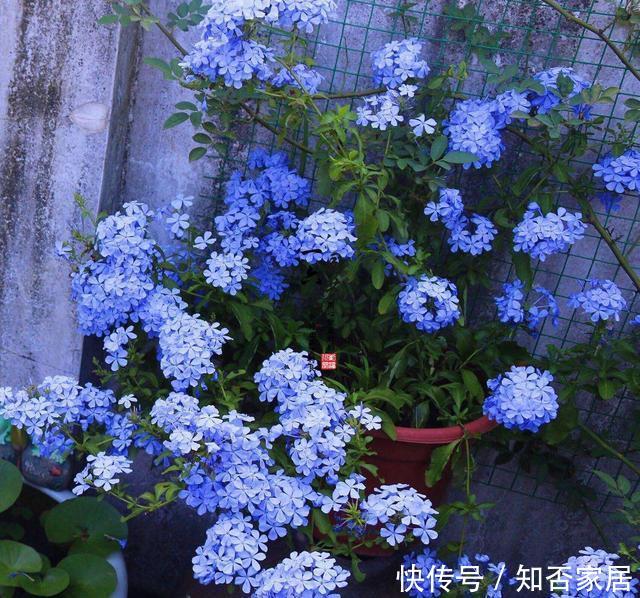  「三角梅」这3种花，个个是“拼命三郎”，越热长得越快，开爆整个三伏天