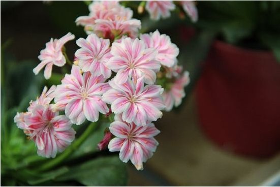  [花香]养花养个好看的，不怕热花开不断，丢在阳台变瀑布，花香沁人心扉