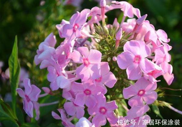  『较高』喜欢养护花卉，就养护“五颜六色”的美女樱，花期长，开花量繁多