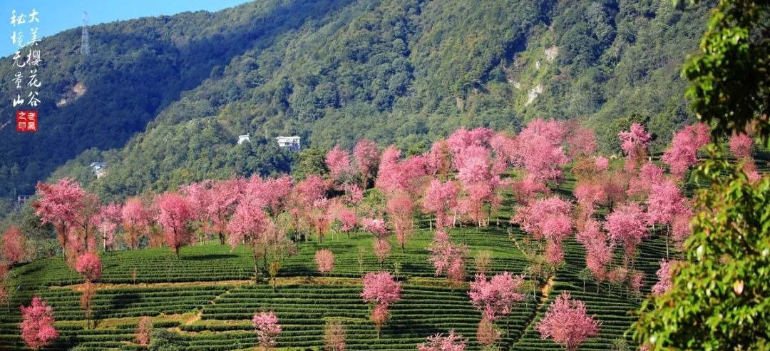 大美无量丨樱花谷的樱花又开了,未来20天,赏花正当时