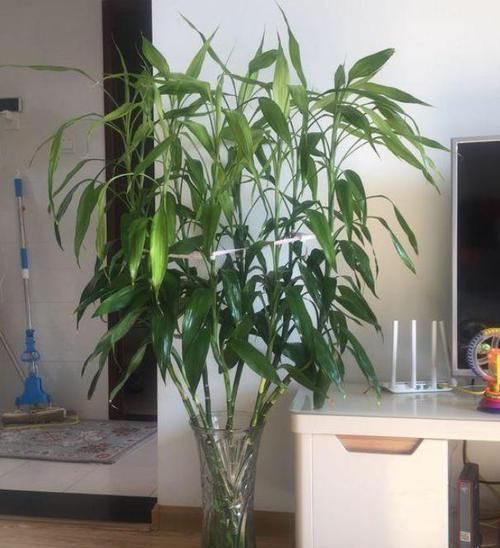 「富贵竹」富贵竹枝叶泛黄怎么办从4个方面着手,使其远离黄叶烂根
