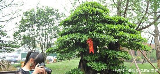 山上这种连鸟都不吃的野果，它的树身却非常值钱，一个能卖上万