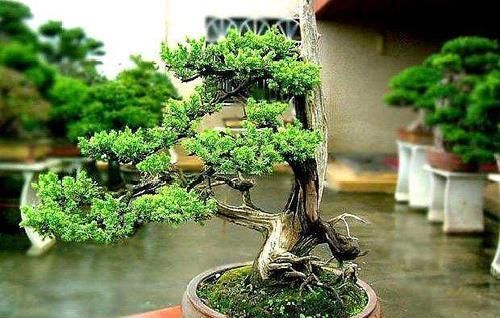  观赏价值■到了春天，“病菌”很怕这“4种树”，家中养1盆，既美观又健康！
