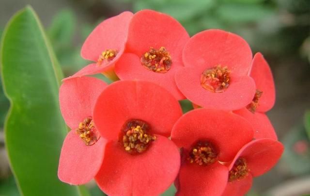 「刺梅」虎刺梅四季开花,花杆上却布满了尖刺,真心喜欢要小心养护