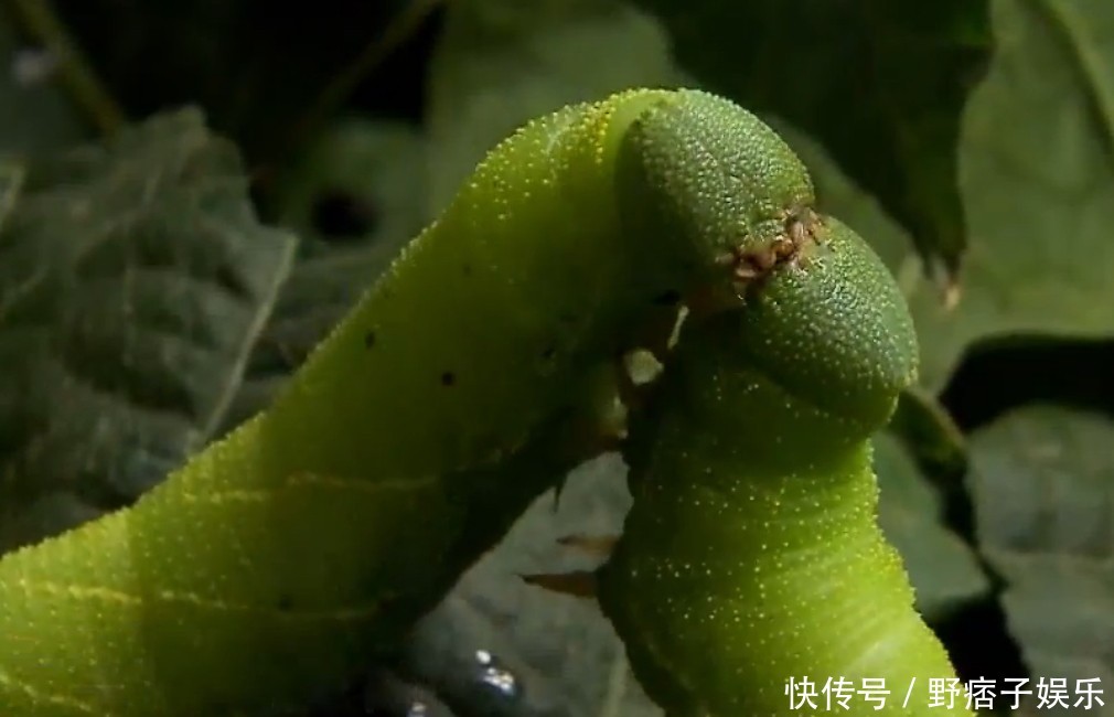  [苦苦菜]农村人看见豆青虫就踩死，城里人却当成宝，一公斤就要1