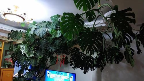  「地方养护」4种花在他们手里，个个长成巨无霸，到底喂了啥好东西！