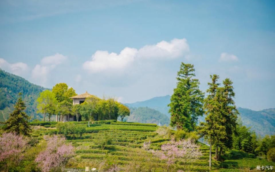 世外桃源@茶香环绕,与探岳陶醉在世外桃源。