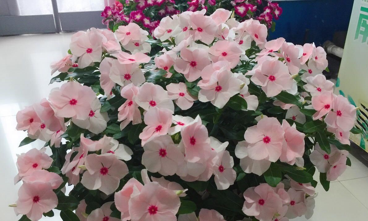  『植物』开花最勤快的植物，天天开花，养护容易，是盆栽佳品，还可做盆景