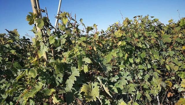  亩产值|刚引进我国就爆红，号称亩产值15万元，农民：钱都让卖苗