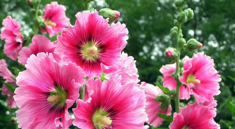  「漂亮」4种花好养又漂亮，格调高雅、花期长，很多人都默默的养！