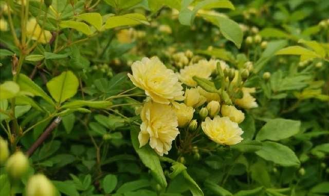  「清明」清明的蔷薇花儿，绽放在西安的园林间