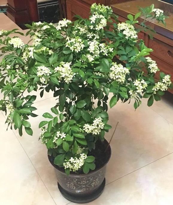  #栀子花#阳台养一盆它，比桂花栀子花还香，教你“3招”，长成盆景开满花