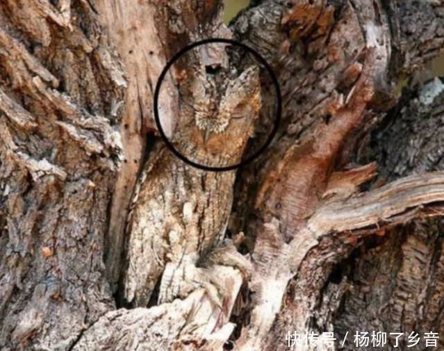 旅游随便拍的照片,回家一看魂都差点吓没了,树里居然有活物!