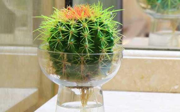  [水里]天一热花就不爱长？6种索性直接扔水里，个个精神气爽！