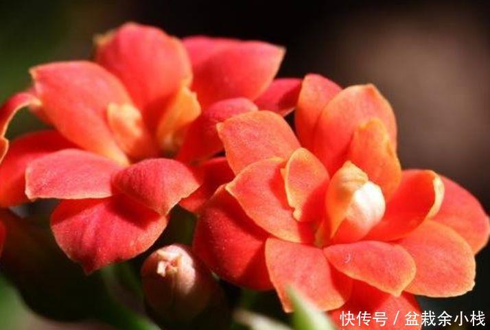『春天』春天就养“5种花”,扔土里就能开花,好养又漂亮,开成百花园!