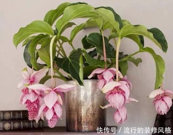  『长寿花』冬去春来，春暖花开花中极品“宝莲灯”，婀娜多姿，清秀优雅