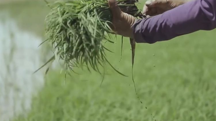  民间|民间牛人发明“手摇式”插秧机，不用油不用电，200元造一