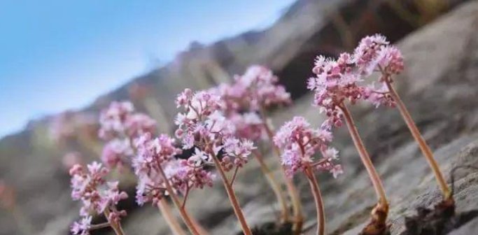 游客发现石头上长出花,拍照留念,导游却说他错过了几十万