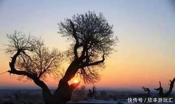 额济纳旗下雪了！雪后的白色胡杨林，惊艳了所有人！