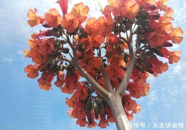  [图片作者]15种超级好养的花，不死鸟居然不是第一，“养花杀手”们试一试吧