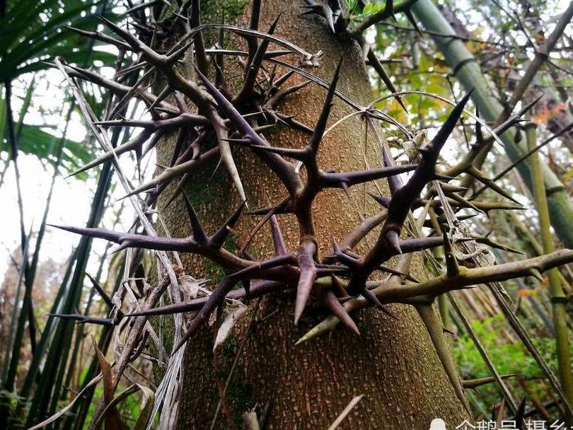 乡村一种树上生长的刺，却是一味中药材，您可认识