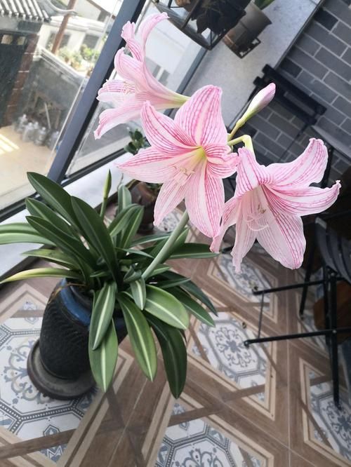  『绚丽多姿』喜欢菊花，不如养盆冷美人，冷艳妖娆，绚丽多姿，寓意浪漫真情！