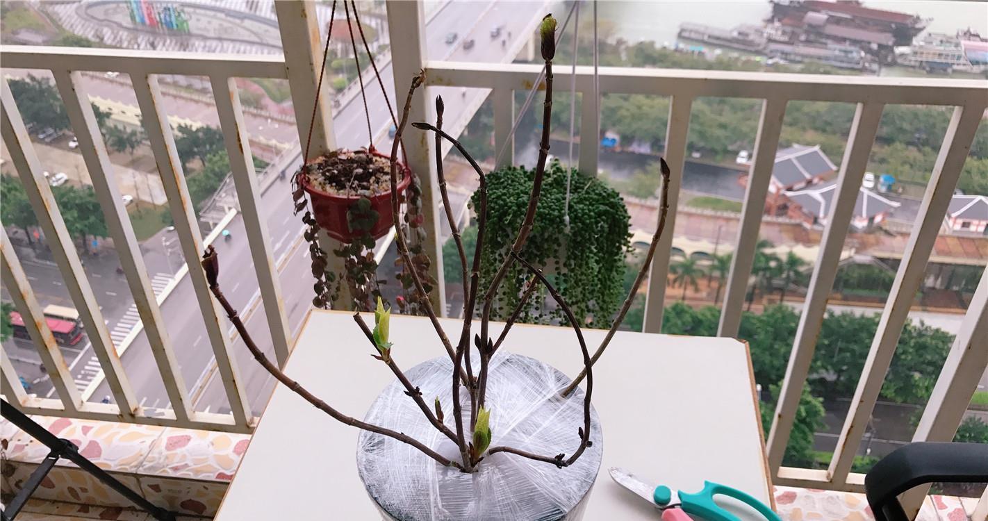  花儿■90天前，绣球花刚开箱，90天后，花儿已凋谢，一起来坐时光机~