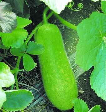 冬瓜藤不值钱,却能降服雀斑黄褐斑,一定要看!