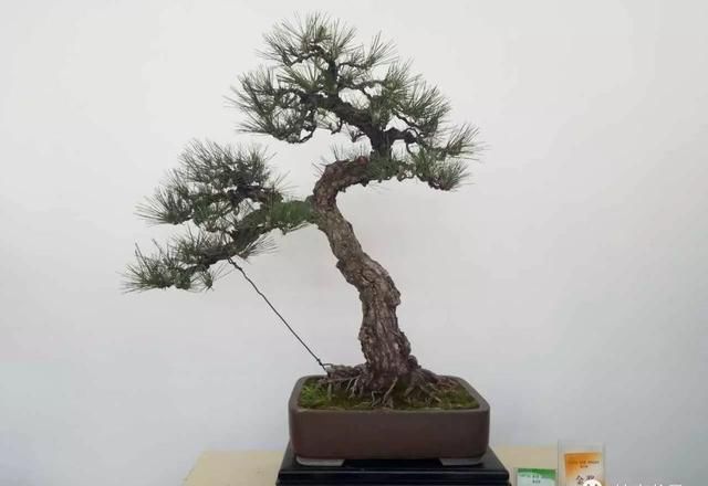 中国?新沂第二届精品盆景展回顾