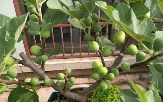 无花果■3种果树养“阳台”,水果再贵也不怕,自己种的有,想吃就去摘