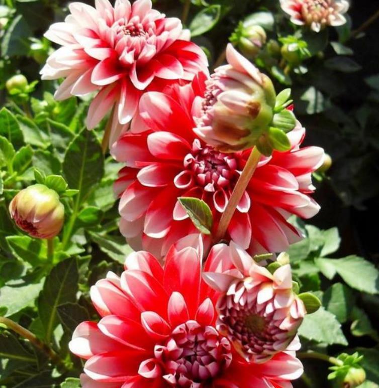  充足■“4种花”不怕热，越热开得越旺，养在家里能开一春夏！
