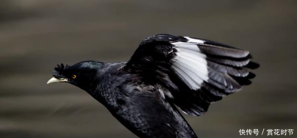 八哥鸟吃什么食物这些饲养方式你了解吗