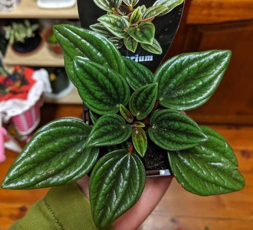  「矮小」这些小清新的微型盆栽，植株矮小，还特别耐阴，适合养在桌面上