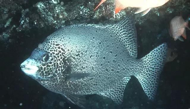  「东山叫红」46种海钓常见的鲷类鱼，最后一种高价的鱼原来也是鲷鱼，才知道
