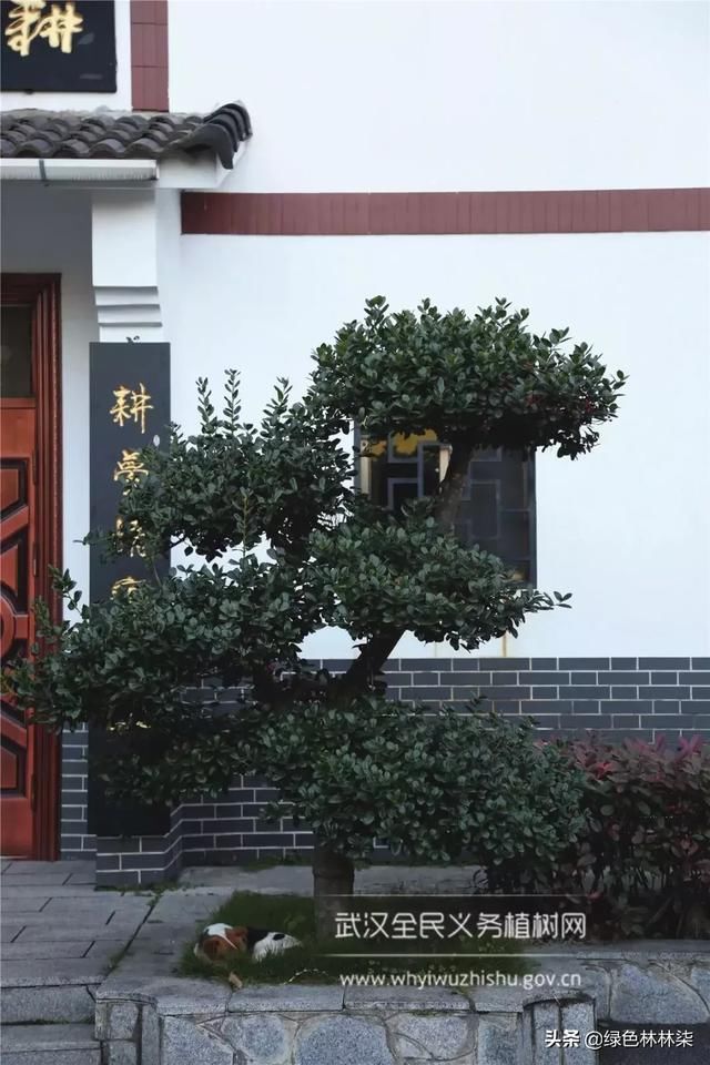 远离城市喧嚣！这个男人在黄陂建了座花海庄园，堪比“世外桃源”